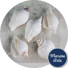 8887-P8 - Shell Craft - White Tulip Conch (5 Pack)